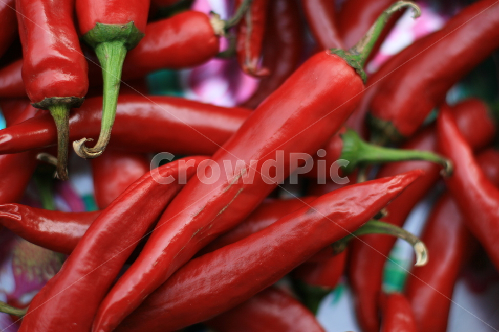 plant,식물,고추,빨간고추,농작물,음식,채소,농산품