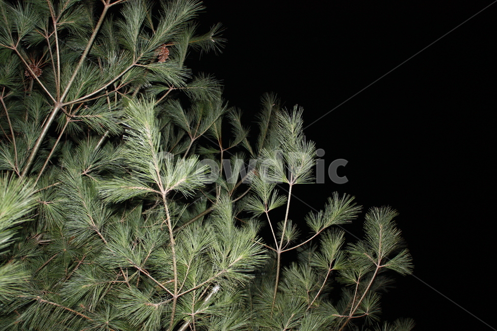 나무,소나무,트리,밤,어둠,저녁,야경,밤,풍경,nightscape,night,landscape,식물,자연,plants,nature,나무,trees,wood,tree,plant,conifer,구과 식물