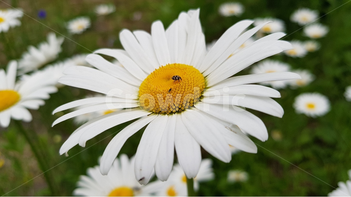 꽃,들꽃,국화,미니국화,금계국,울릉국화,식물,자연,plants,nature,꽃,flower