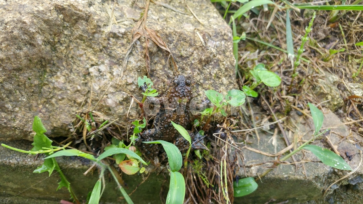 두꺼비,개구리,frog,동물,양서류,식물,toad,초록,green,이슬,자연,동물,animal