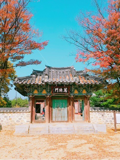 가을,단풍,나무,하늘,단풍나무
