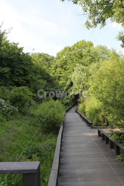 생태,자연,숲,나무,잎,산책로,자연,풍경,nature,landscape,boardwalk,building,건물,bridge,다리