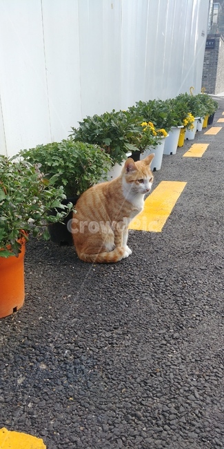 고양이,길고양이,동물,친구,관찰,길거리,애완동물,외톨이,도로,화분,식물,밝은갈색,cat,animal,cute,pet,walk,road