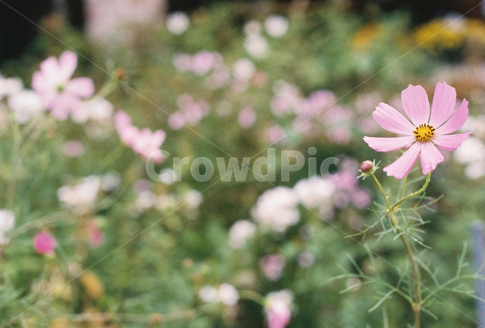 plant,식물,코스모스,commoncosmos,flower,필름사진,감성사진,가을,계절,fall,autumn,season,식물,자연,plants,nature,꽃,flower