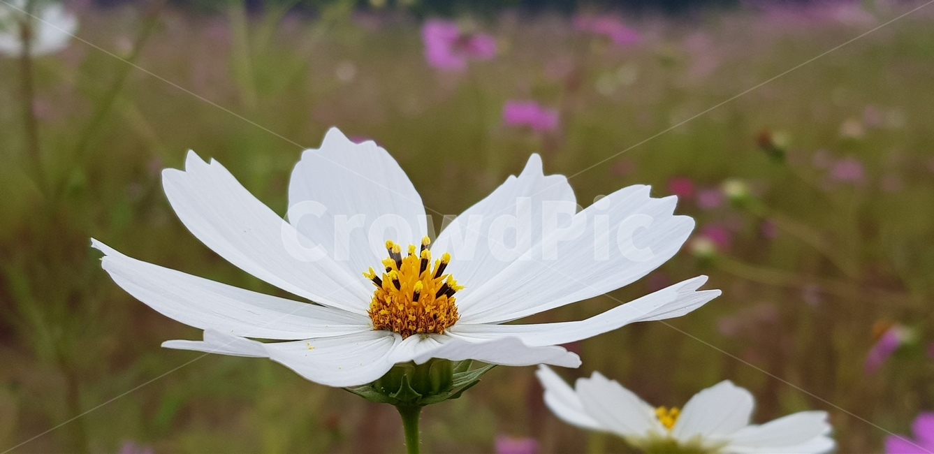 코스모스,흰색,흰색코스모스,꽃,들판,식물,자연,plants,nature,꽃,flower