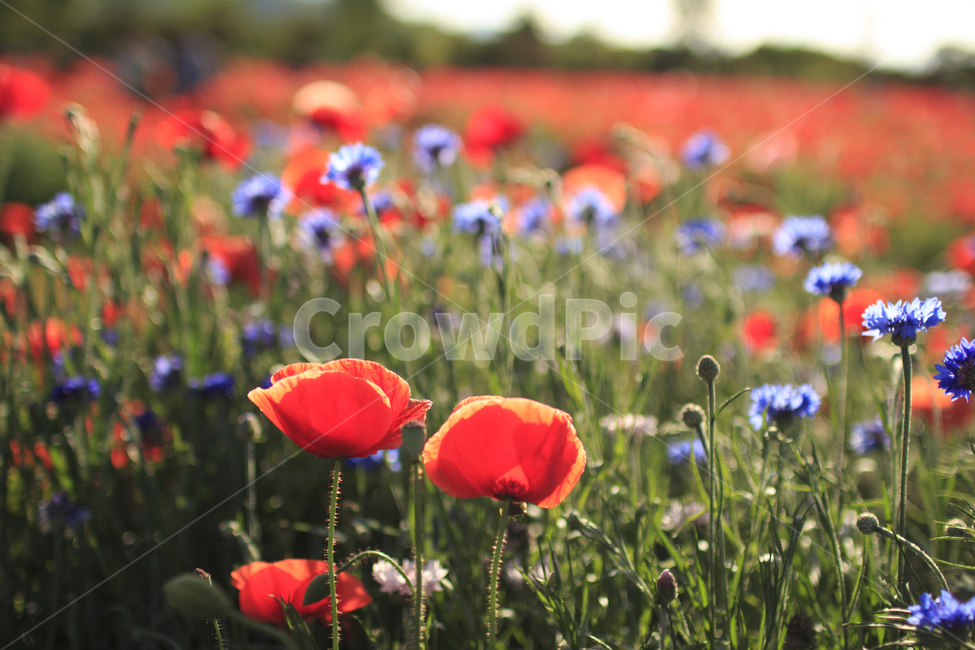 양귀비,꽃,flower,poppy,red,빨간꽃,붉은색,식물,자연,plants,nature,꽃,flower