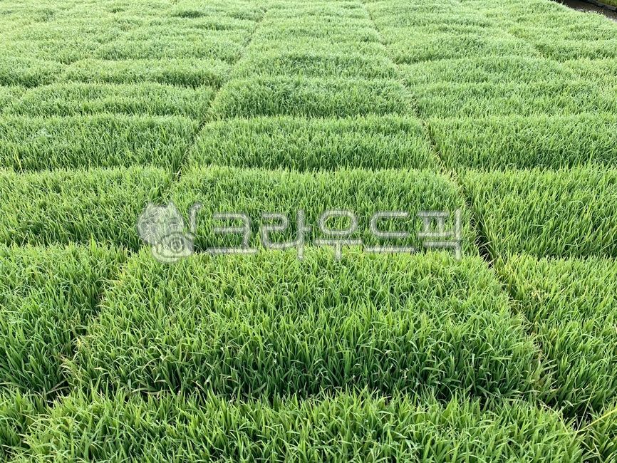 자연,농업,농사,들판,마늘,양파,모내기,밭,논,vegetation,초목