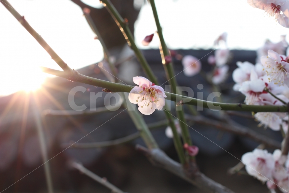 전주,한옥마을,햇빛,무궁화,꽃,식물,자연,plants,nature,꽃,flower,감성,sensible,feeling