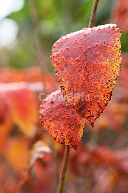 단풍,낙엽,가을,잎,식물,자연,계절,감성,색,색상,나무,공원,가을,계절,fall,autumn,season,leaf,plant,fungus,진균류