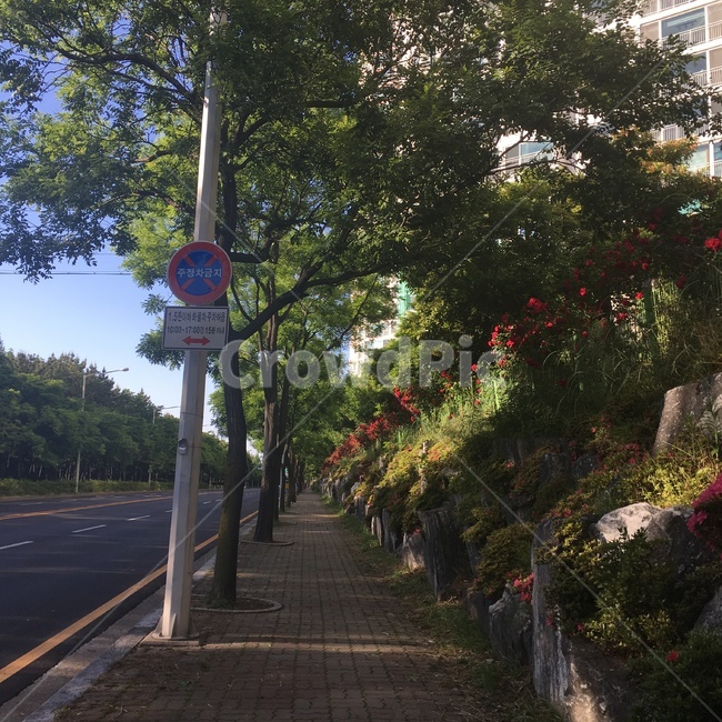 산책로,도보,자연,산책,꽃,풍경,도심