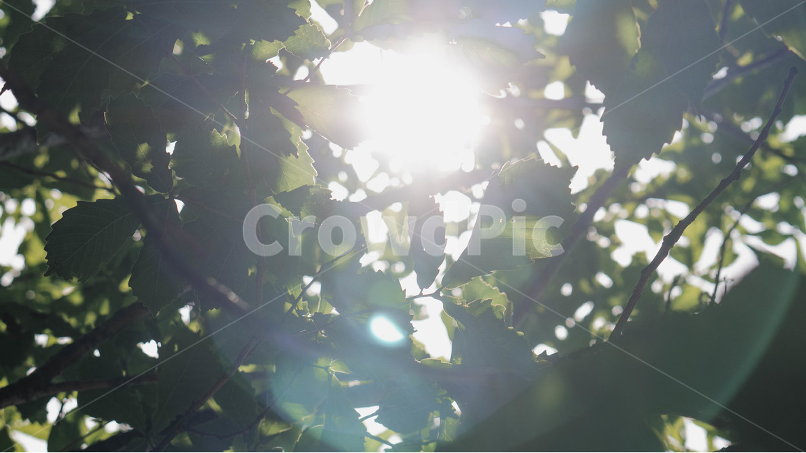 나무,하늘,태양,햇빛,초록,푸른,나뭇잎,나뭇가지,식물,자연,plants,nature,감성,sensible,feeling,휴식,힐링,rest,relaxation,healing