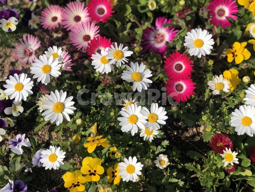 꽃,하얀꽃,노란꽃,풀,봄,식물,자연,plants,nature,꽃,flower