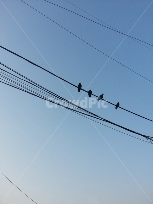 비둘기,새,조류,전깃줄,전선,라인,선,4,넷,하늘,동물,animal,조류,새,birds