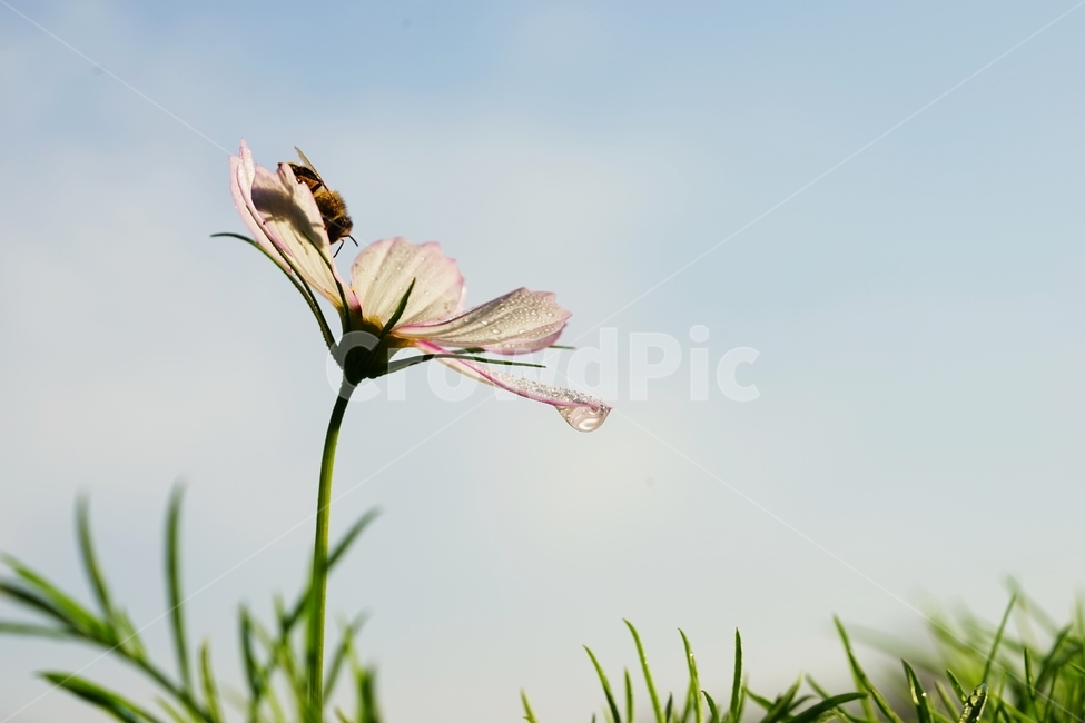 코스모스,꽃,식물,아침이슬,가을,가을,계절,fall,autumn,season,식물,자연,plants,nature,꽃,flower,invertebrate,무척추 동물,insect,곤충,bee,벌,animal,동물,plant