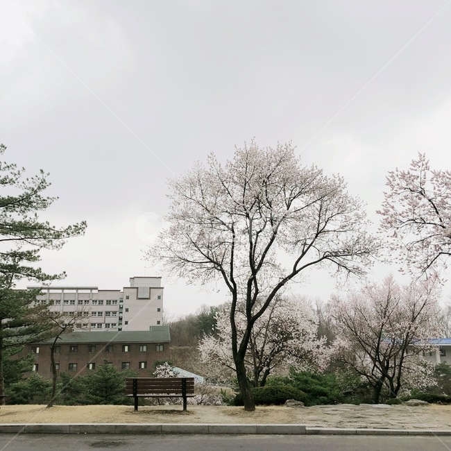 나무,식물,벤치,대학교,풍경,옥외