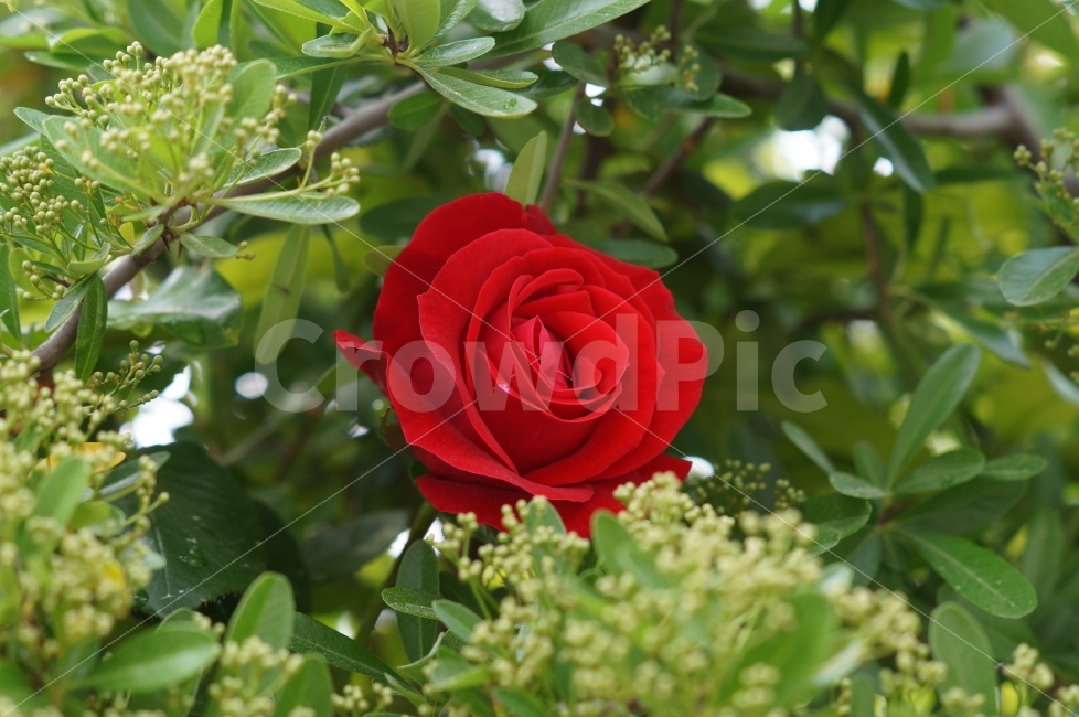 장미,장미축제,붉은장미,장미향기,꽃축제,식물,자연,plants,nature,꽃,flower