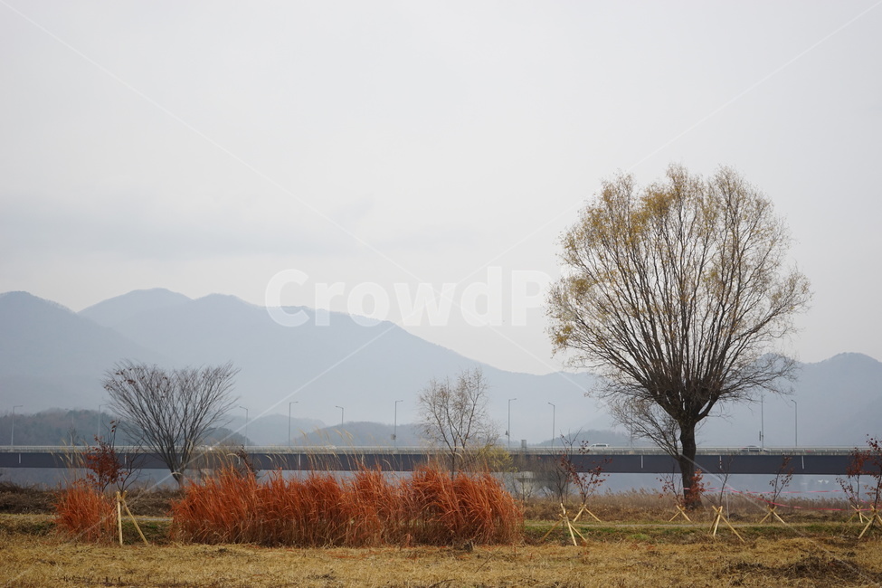 나무,가을,비,가을비,스산한,가을,계절,fall,autumn,season,자연,풍경,nature,landscape,한국자연풍경,한국자연경관,korea nature landscape,식물,plants,나무,trees,wood,plant,tree
