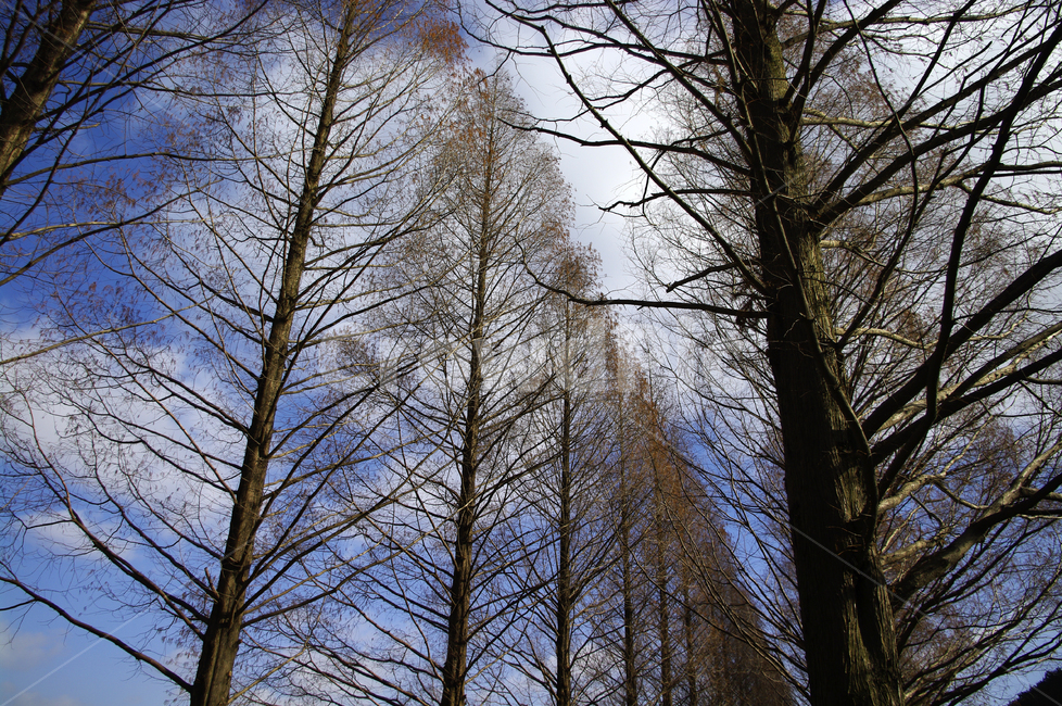 메타세콰이어,나무,가로수,겨울,하늘,식물,자연,plants,nature,나무,trees,wood