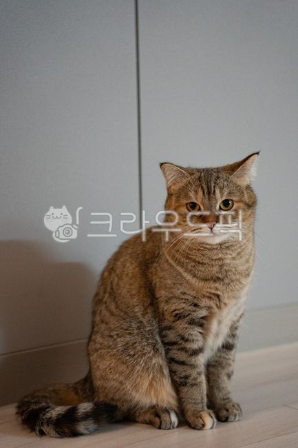 고양이,삼색이,삼색고양이,뚱냥이,코숏,코리안숏