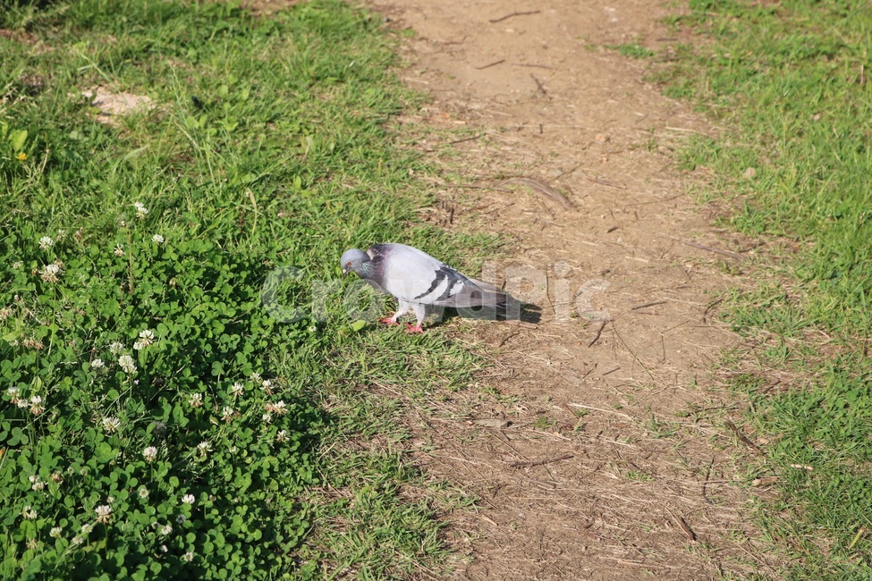 비둘기,동물,새,조류,pigeon,animal,bird,꽃,식물,자연,흰색,초록,flower,plants,nature,white,green,hana,shokubutsu,shiro,midori,회색,grey,haiiro,토끼풀,clover,kurooba,동물,animal,조류,새,birds