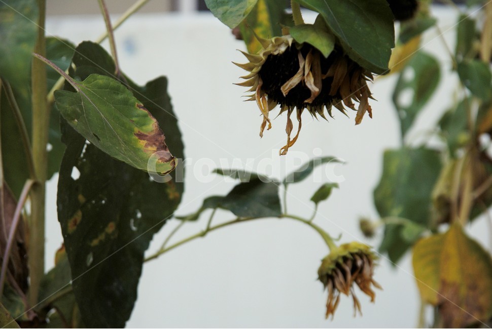 해바라기,환경,자연,배경,봄,농장,food,vegetable,fresh,orange,bunch,organic,healthy,vegetables,green,raw,isolated,root,agriculture,garden,diet,market,vegetarian,leaf,harvest,vitamin,ripe,nature,carrotcarrot,farm,closeup,color,colorful,country,diete,cofarmer,farmersmarket,farming,background,greenhealthhealthyfoodshealthylifehealthylifestylehealthylifestylebackground,jejuisland,jejukorea,natural,naturelandscape,nutrition,organicbackground,organicfarm,식물,자연,plants,nature,꽃,flower
