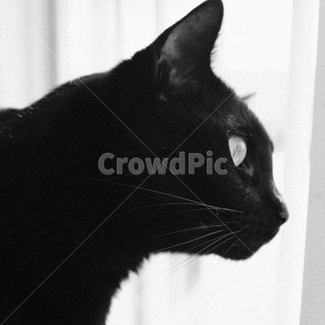 animal,동물,pet,애완동물,고양이,cat,포유류,mammal,blackcat,검은고양이,검은고양이,애완묘,애완동물,반려묘,코리안숏헤어,koreanshorthair,흑백,흑백사진
