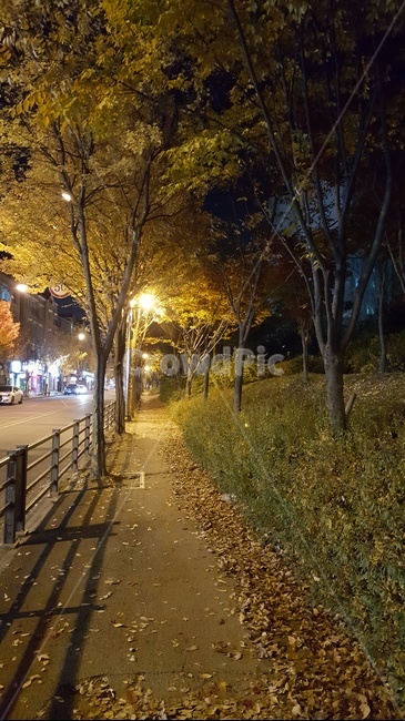 가을길,은행나무,저녁,가로수,tree,길,street