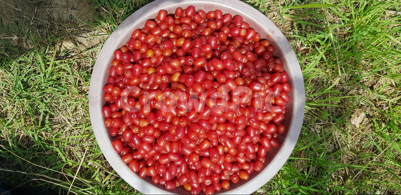 보리수,보리수열매,붉은색보리수,수확한보리수,보리수따기,과일,열매,fruit
