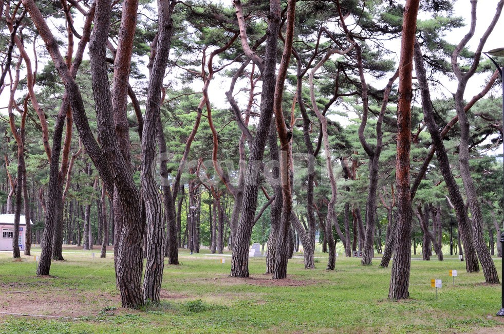 소나무,명품소나무,솔숲,솔밭,절경,명소,조선소나무,적송,자연풍경,자연,식물,자연,plants,nature,나무,trees,wood