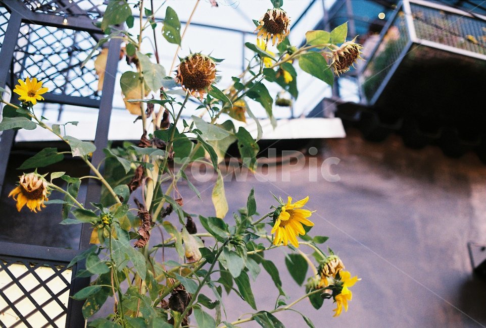 해바라기,sunflower,꽃,flower,식물,plant,식물,자연,plants,nature,꽃,flower