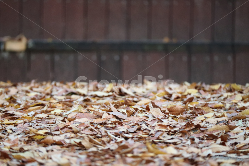낙엽,나뭇잎,가을,계절,단풍,식물,자연,마른잎,잎,잎사귀,가을,계절,fall,autumn,season,leaf,plant