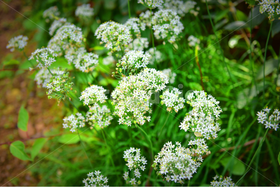 부추꽃,부추,꽃,그린,자연,식물,건강,푸드,식물,자연,plants,nature,꽃,flower