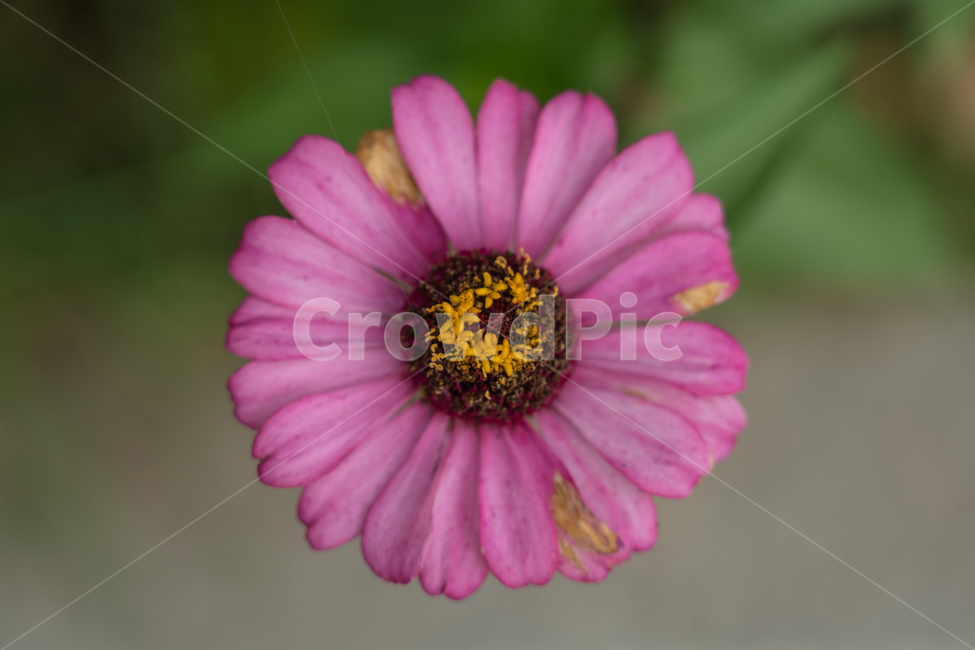 꽃,식물,들꽃,flower,botanical