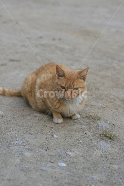 cat,고양이,포유류,pet,애완동물,animal,동물,반려동물