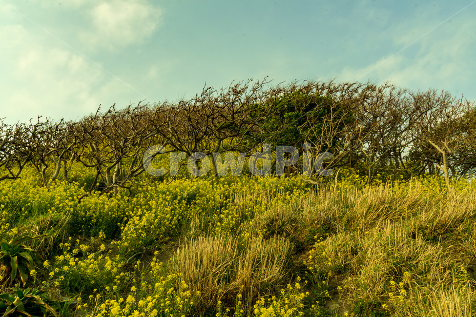 풍경,유채꽃,나무,하늘,노란색,봄,봄꽃,자연,풍경,nature,landscape,grassland,목초지,field,들,outdoors,옥외