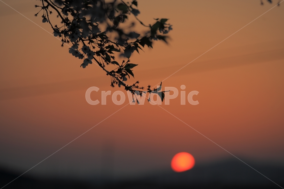 봄,석양,하늘,벚꽃,실루엣,일몰,자연,풍경,nature,landscape,감성,sensible,feeling,outdoors,옥외,dawn,새벽,sunset,red sky,붉은 하늘,sky,dusk,황혼,sunlight,햇빛