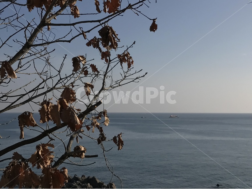 나무,가을나무,낙엽,바닷가,해변가,수평선,바다,하늘,구름,계절,가을,노송,sky,tree,자연,cloud,가을,계절,fall,autumn,season,자연,풍경,nature,landscape,식물,plants,light,빛,flare,플레어