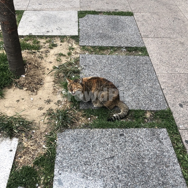 길고양이,고양이,갈색,길거리,앉은자세,동물,cat,street,kitty,animal,잔디