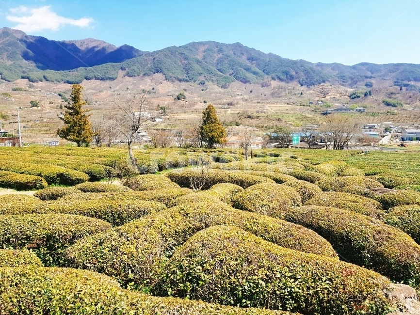 하동다원,다원,녹차밭,차밭,시골풍경,봄풍경,제다원,자연,풍경,nature,landscape,한국자연풍경,한국자연경관,korea nature landscape,outdoors,옥외
