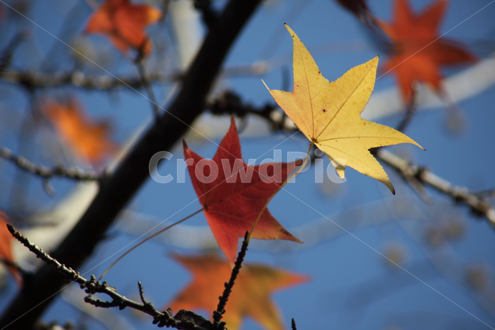단풍,미국풍나무,가을,liquidambarstyraciflua,sweetgum,가을,계절,fall,autumn,season,식물,자연,plants,nature,plant,leaf,잎,tree,나무,maple