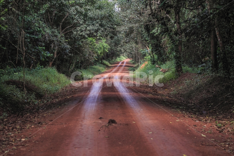 아프리카,사파리,우간다,무치슨공원,여행,자연,풍경,nature,landscape,ground,바닥,road,도로,dirt road,흙길,gravel,자갈