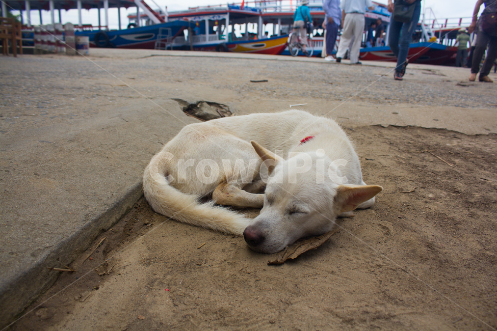 진돗개,강아지,개,dog,베트남,다낭,vietnam,danang,동물,animal,포유류,mammal,개,강아지,dog,doggy