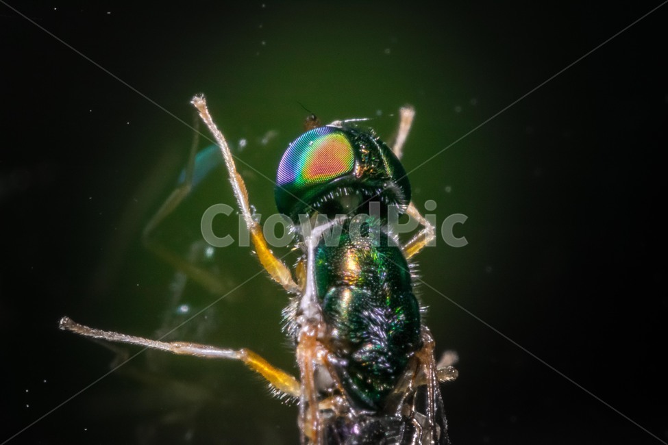 파리,접사,겹눈,신비,곤충,동물,animal,곤충,벌레,insect,bug