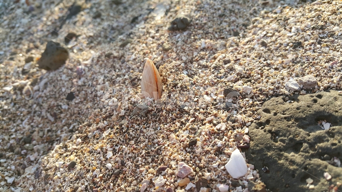 모래,조개껍질,흙,해안가,조개,자연,해변,바다,beach,sea
