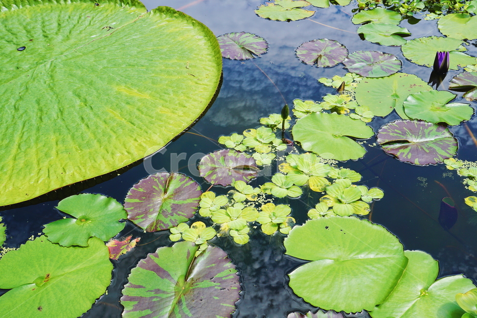 연못,pond,lotusleaf,연잎,식물,plant,식물,자연,plants,nature