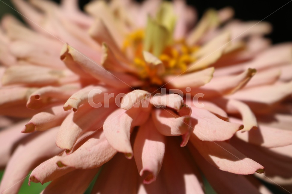 꽃,꽃잎,식물,분홍,노랑,초록,flower,hana,petal,hanabira,plants,shokubutsu,pink,pinku,yellow,kiiro,green,midori,햇빛,그림자,sunlight,hizashi,shadow,kage,식물,자연,plants,nature,꽃,flower