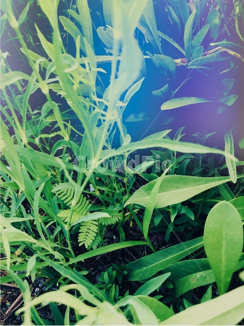 풀,봄,감성사진,배경,자연,식물,green,blue,풀밭