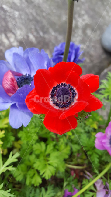 봄,식물,근접,꽃,flower