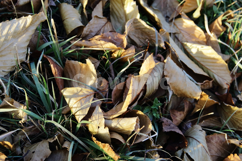 나뭇잎,낙엽,빛바랜,풀잎,시간,가을,fall,leaves,fade,가을,계절,fall,autumn,season,leaf,잎,plant,식물,ground,바닥
