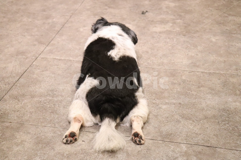 개뒷모습,강아지뒷모습,개,강아지,발바닥,동물,animal,포유류,mammal,개,강아지,dog,doggy